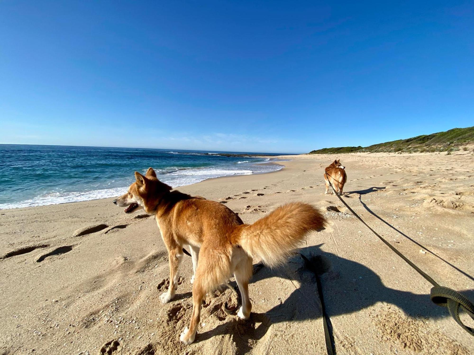 Great Ocean Road Wellness And Nature Stay อะพอลโลเบย์ ภายนอก รูปภาพ