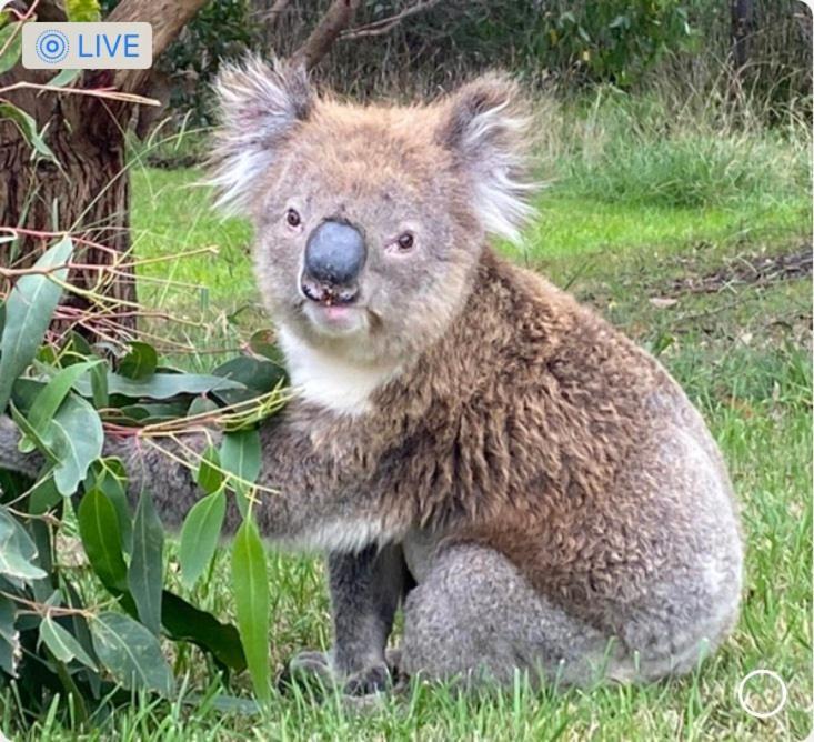Great Ocean Road Wellness And Nature Stay อะพอลโลเบย์ ภายนอก รูปภาพ