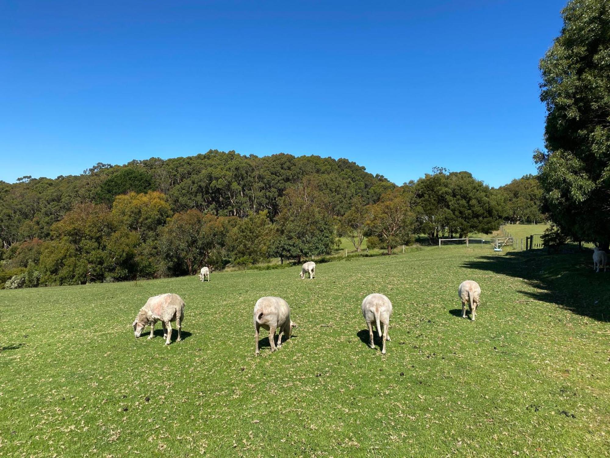 Great Ocean Road Wellness And Nature Stay อะพอลโลเบย์ ภายนอก รูปภาพ